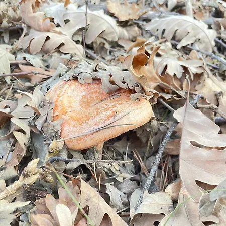 Marcajada Lejlighed Riaza