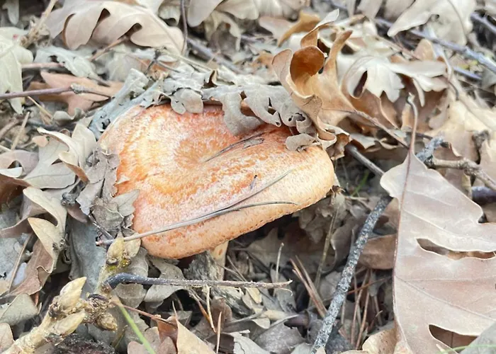 Marcajada דירה ריאזה