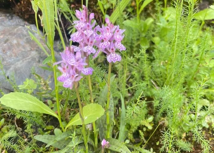 Marcajada דירה ריאזה